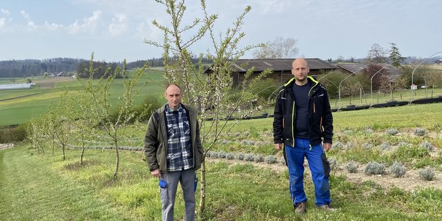 Oliver (links) und Marius Brupbacher haben ihre Mandelbäume vor drei Jahren gepflanzt. Ihr Betrieb ist auf Spezialkulturen ausgerichtet, sie bauen hauptsächlich Spargeln und Heidelbeeren an. (Bilder jsc)