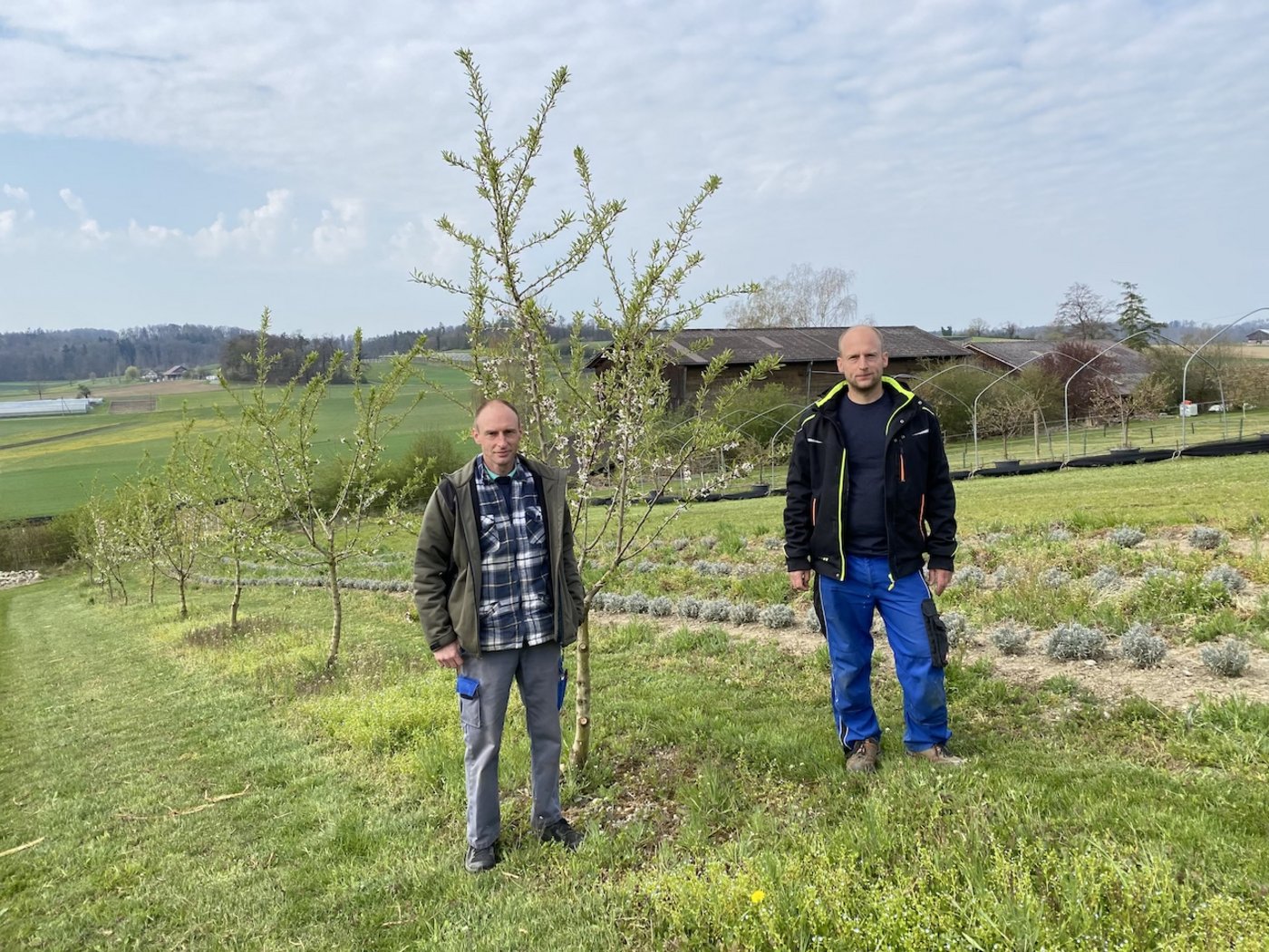 Oliver (links) und Marius Brupbacher haben ihre Mandelbäume vor drei Jahren gepflanzt. Ihr Betrieb ist auf Spezialkulturen ausgerichtet, sie bauen hauptsächlich Spargeln und Heidelbeeren an. (Bilder jsc)