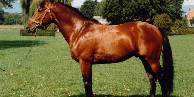 Der Freibergerhengst Népal ist ein Produkt mit 50% Fremdblut. Er hat die Freibergerrasse massgeblich beeinflusst. (Bild Agroscope))