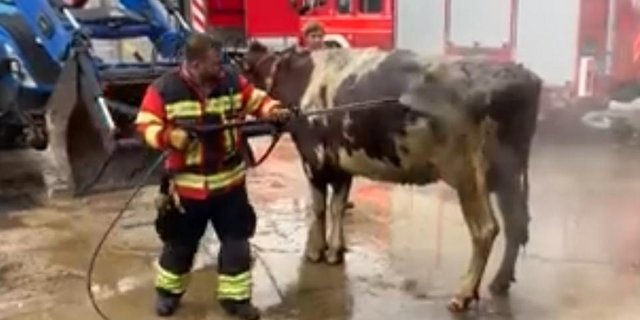 Zur Rettung der Kühe arbeiteten der Grosstier-Rettungsdients, die Kantonspolizei und die Feuerwehr zusammen. (Bild Kapo SO)