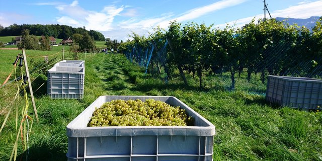 Der Absatz von Schweizer Weinen konnte in allen Regionen gesteigert werden. (Bild Swiss Wine)