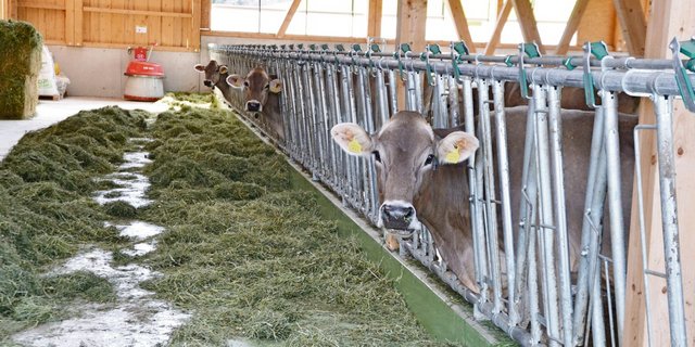 Das Heu sei nicht viel schlechter oder besser als in den vergangenen Jahren.(Bild pf)