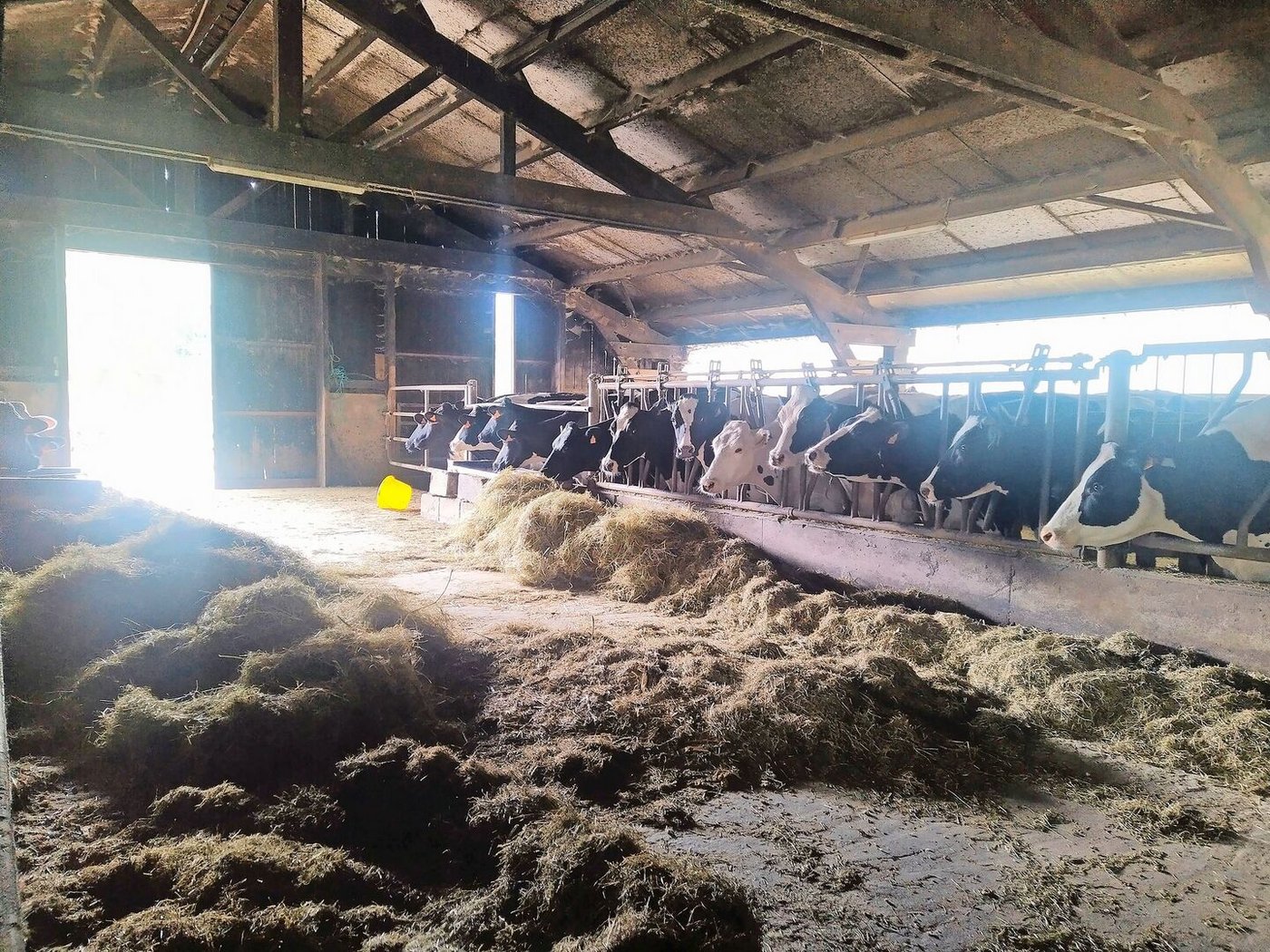 Die Kühe schauen jeden Morgen wehmütig nach draussen und hoffen, dass das Wetter den Weidegang zulässt. Bei Frost und Dauerregen müssen sie nämlich drinnen bleiben.