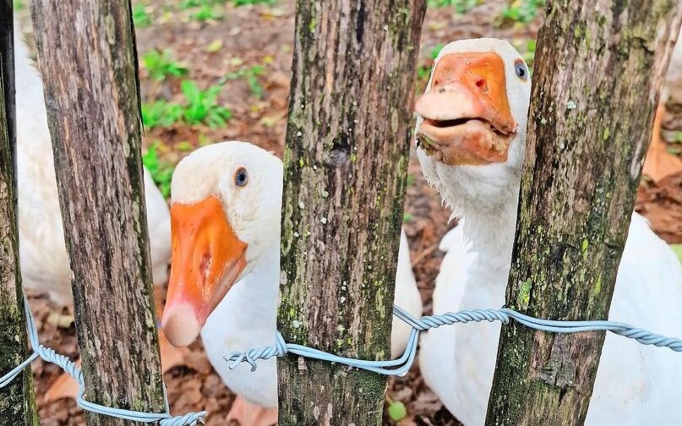 Gänse verteidigen lautstark ihr Revier. Diese Lautstärke hat unter anderen Gründen zu ihrem Rückgang beigetragen.