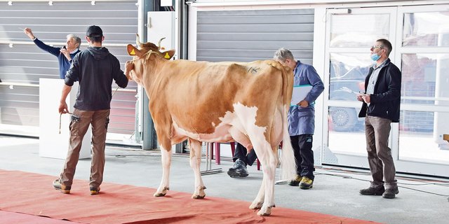 Für 4000 Franken konnte die sehr schöne SF-Kuh Andre Sila von Michael Oesch aus Eriz zugeschlagen werden. (Bilder Peter Fankhauser)
