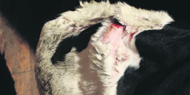 Bei einem Tier, das aufgrund einer Photosensibilität an einem Sonnenbrand erkrankt, löst sich die unpigmentierte (weisse) Haut vom Körper in Krusten. (Bild Simone Barth)