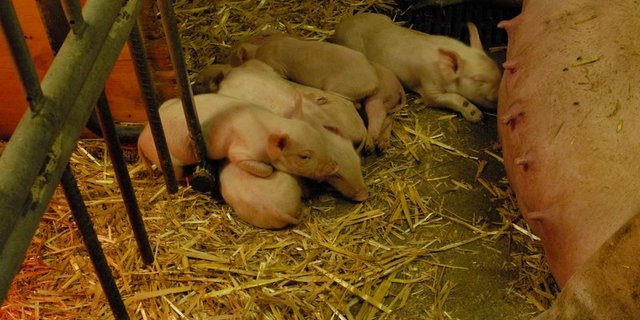 Die Ferkel eines Wurfes können sehr unterschiedliche Geburtsgewichte aufweisen. Leichtere haben gegenüber ihren grösseren Geschwistern einen Nachteil beim Kampf um die Zitzen. (Bild BauZ)