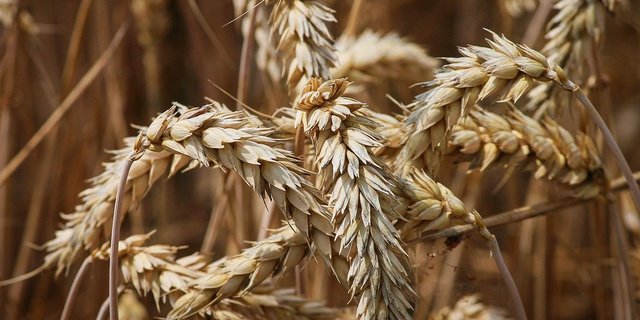 Die Erntemengen von Raps, Weizen und Co. fielen im letzten Erntejahr erfreulich aus. (Bild Pixabay))