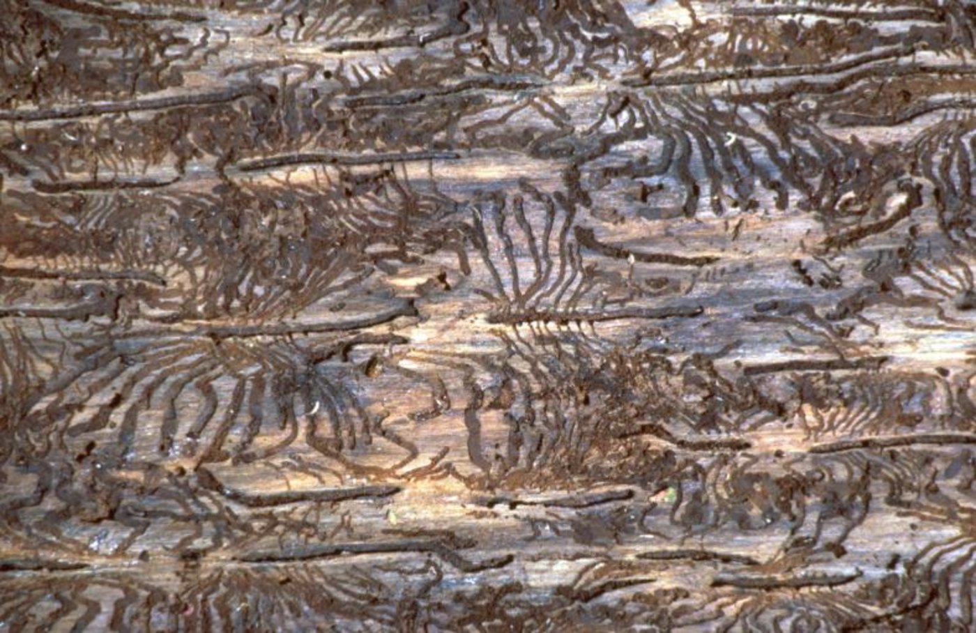 Der Borkenkäfer profitiert vom Sturmholz und gestressten Fichten. (Bild WSL)