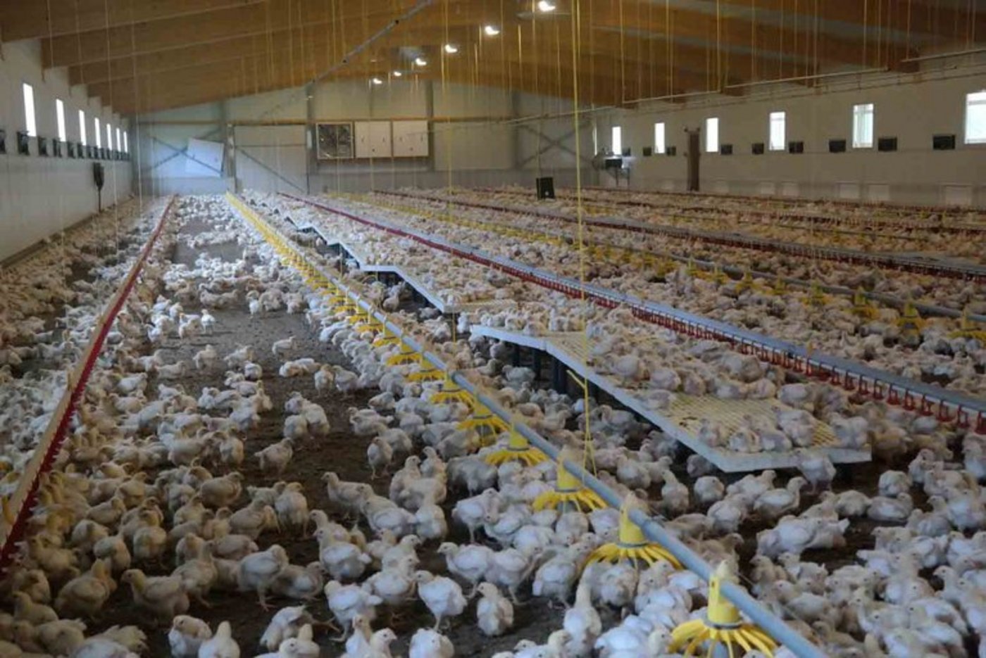 Mehr als die Hälfte des untersuchten deutsche Hähnchenfleisches enthält Antibiotika-resistente Erreger. (Bild lid/Josef Kottmann)