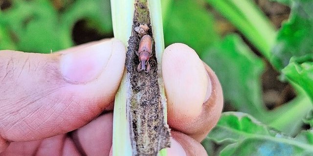 2026 kann auch der Rübenrüssler mit Acetamiprid bekämpft werden – aber nur auf Anweisung der kantonalen Pflanzenschutzstelle.