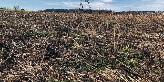 Diese Gründüngung hat den Boden über den Winter geschützt. Für den Beitrag zur angemessenen Bedeckung muss sie bis zum 15. Februar stehen bleiben.