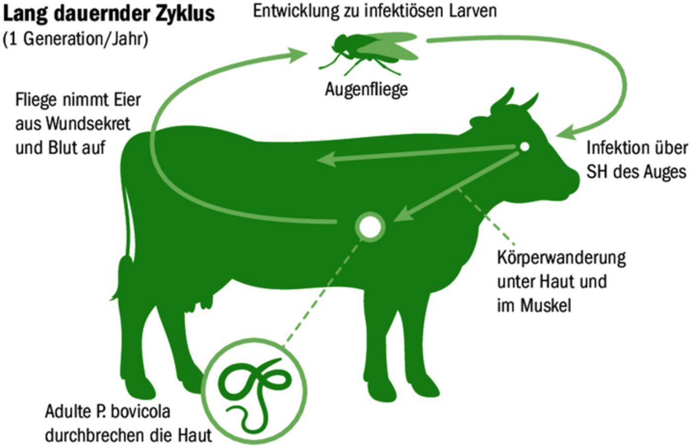 Infektionszyklus der Parafilariose: Die Larven des Parasiten wandern nach der Infektion durch die Haut und Muskulatur des Rindes.  