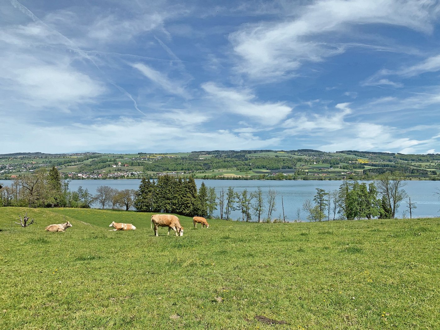 Der Baldeggerseee bleibt ein Patient. Laut Einschätzung der kantonalen Fachstellen muss er noch auf Jahre hinaus mit Reinsauerstoff belüftet werden. (Bild Josef Scherer)