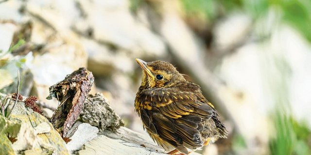 Diese Singdrossel ist ein Jungvogel, der sein Nest bereits verlassen hat. Zwar hat er seine Schwanzfedern eingebüsst, zu früh aus dem Nest gehüpft ist er aber nicht.