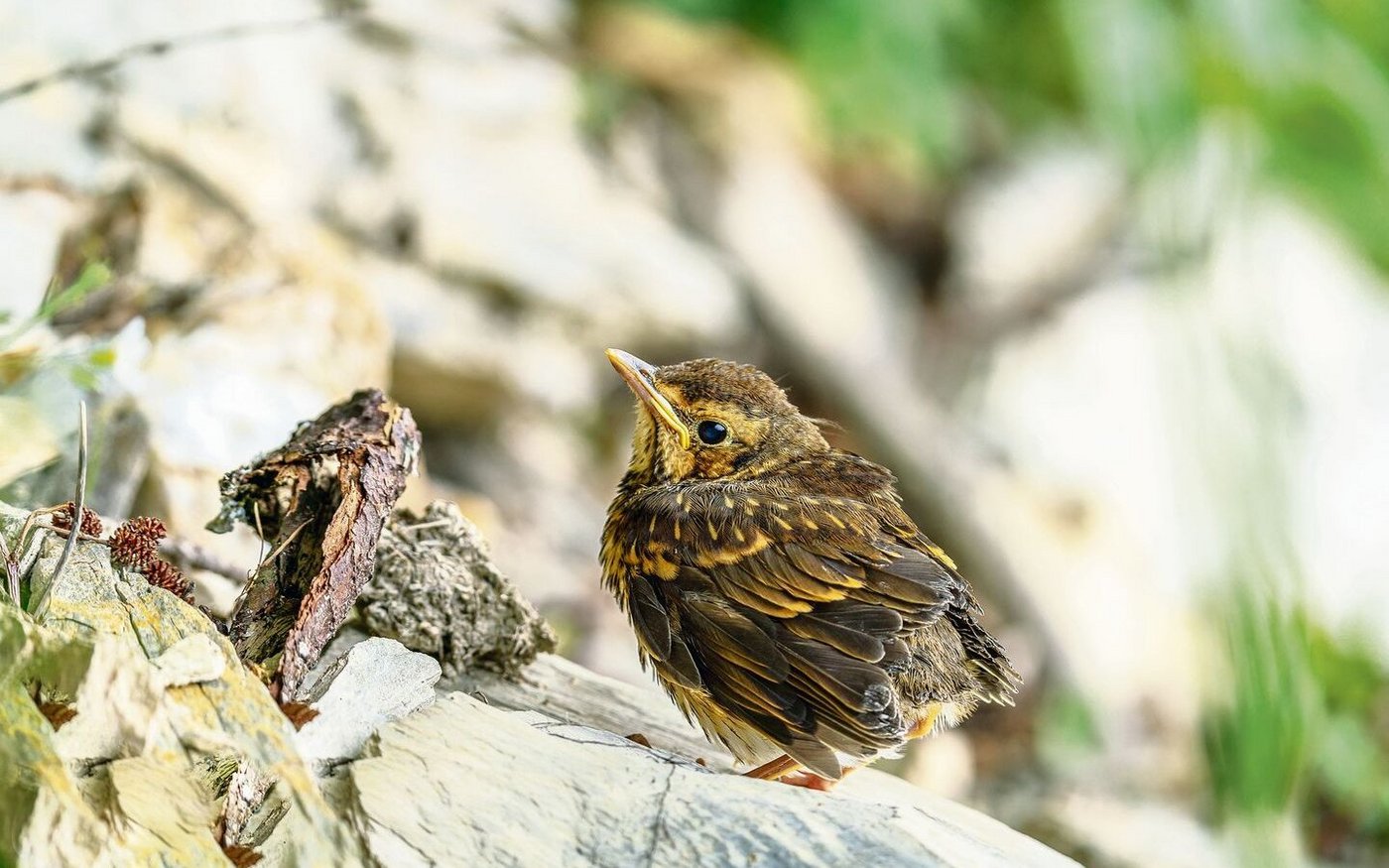 Diese Singdrossel ist ein Jungvogel, der sein Nest bereits verlassen hat. Zwar hat er seine Schwanzfedern eingebüsst, zu früh aus dem Nest gehüpft ist er aber nicht.