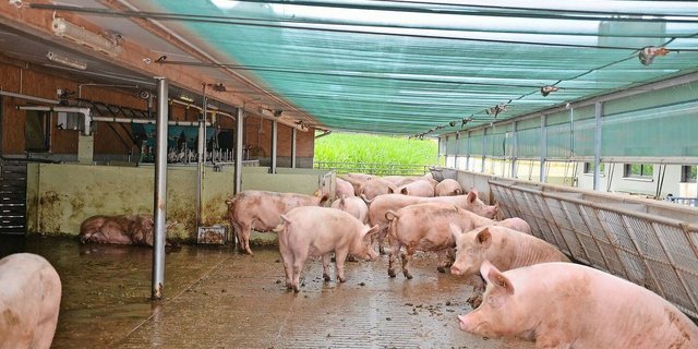 71 % aller Behandlungen bei den Galtsauen sind auf Klauen oder untere Gliedmassen sowie Gelenkprobleme zurückzuführen. 