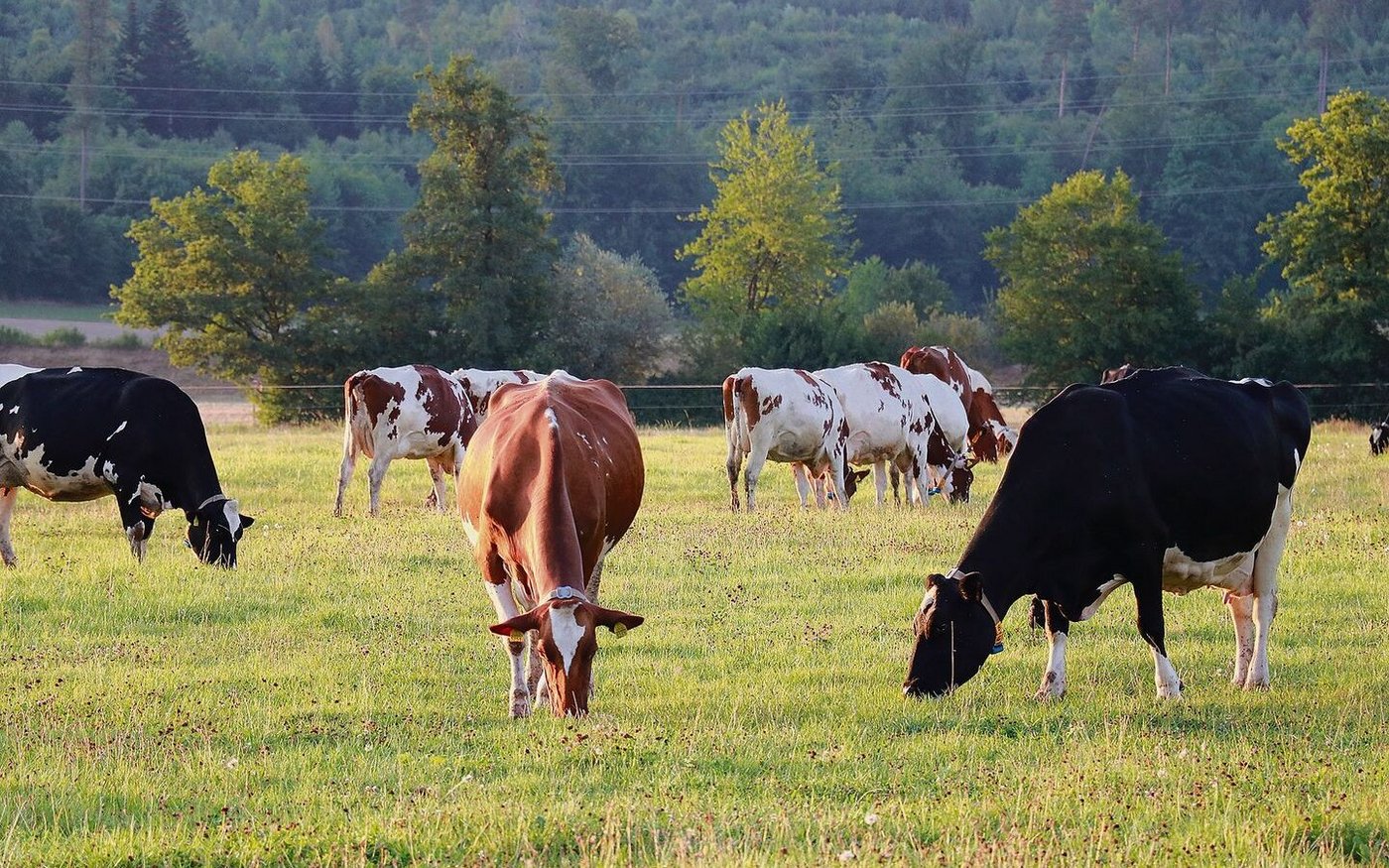 Milchkühe sollen vor allem Wiesenfutter fressen.