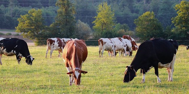 Milchkühe sollen vor allem Wiesenfutter fressen.