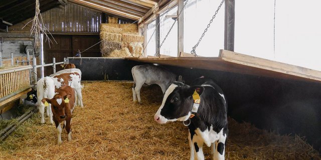 Eine Möglichkeit,  das Mikroklima für Kälber zu gewährleisten: Man montiert eine aufziehbare Holzplatte über einen Teil des Liegebereichs. (Bilder Astrid Lussi, BBZN Hohenrain)