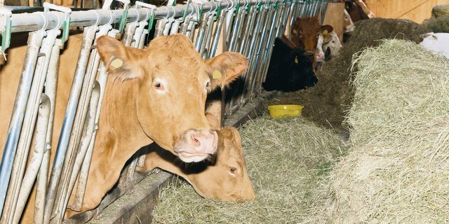 Momentan wächst noch nicht viel Gras auf den Weiden. So müssen Landwirte ihre Tiere grösstenteils im Stall füttern. Die Heustöcke sehen noch gut aus. (Bild BauZ)