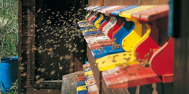 Honigbienen geht es gut. Wildbienen brauchen Unterstützung. (Bild BauZ)