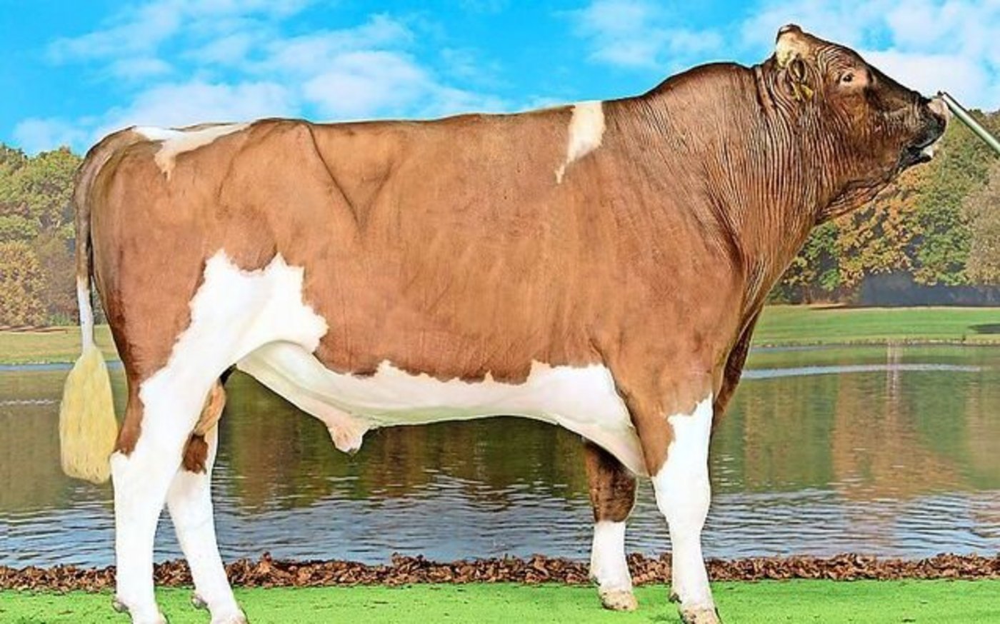 Roxel Semino von Peter Steffen, Ortschwaben, gehört Swissgenetics. Er ist die Nummer 1 bei den SF-Stieren. 