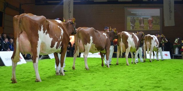 Die eindrückliche Nachzuchtgruppe von Isor, der zum Stier des Jahre gewählt wurde. (Bild jsc)