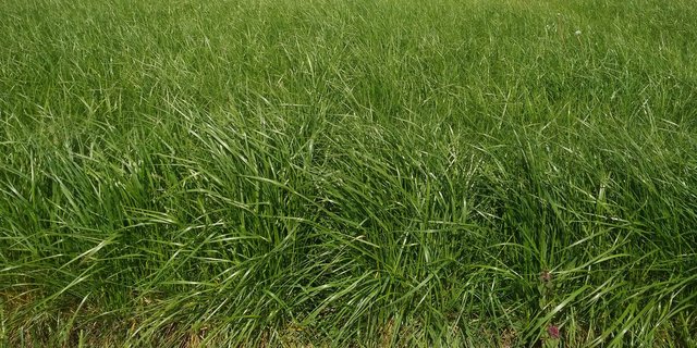 Rohrschwingel erträgt sowohl feuchte als auch trockene, warme wie kühle Bedingungen sehr gut, heisst es bei Agrarforschung Schweiz. (Bild Agroscope)