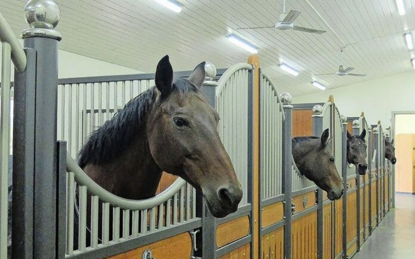 Lüftungsschlitze in den Boxenwänden und Ventilatoren an der Decke unterstützen die passive Lüftung im Pferdestall.  