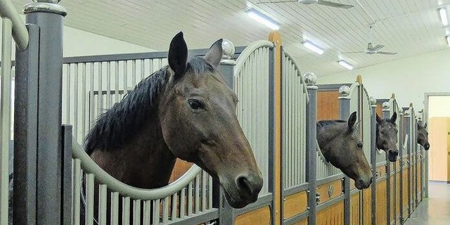 Lüftungsschlitze in den Boxenwänden und Ventilatoren an der Decke unterstützen die passive Lüftung im Pferdestall.  