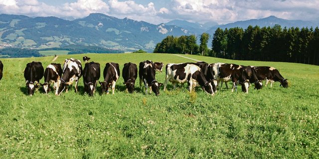 In einem Versuch der Agroscope wurden Milchkühe während der Vegetationsperiode nur mit Weidegras gefüttert. Die Winterfütterung bestand aus Dürrfutter. (Bild Fredy Schori, Agroscope)