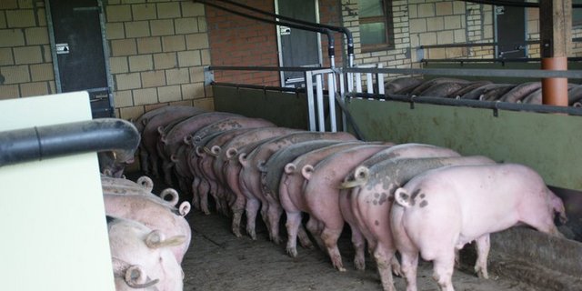 ASP ist eine Gefahr für die Schweinebranche. (Symbolbild / lid ji)