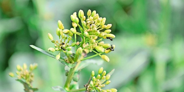 Raps gehört zu den Kulturen, in denen der Pflanzenschutz schwieriger geworden ist.