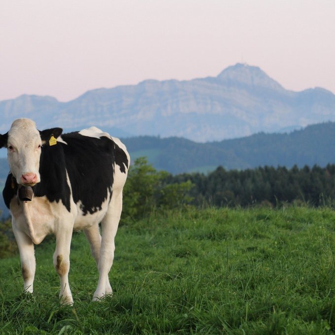 Weiden mit Aussicht  (Bild: Svenja Sutter)
