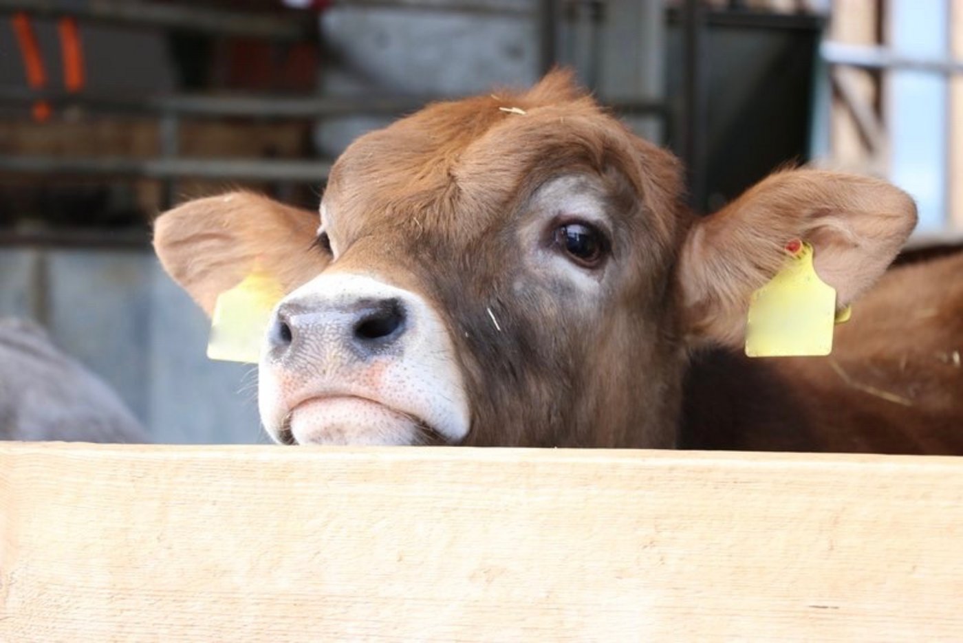 Proviande wird ab 11. März bis 3. April Beiträge bezahlen für die Einlagerung von Kalbfleisch. Damit soll der Markt abgeräumt werden. (Bild Ruth Aerni)