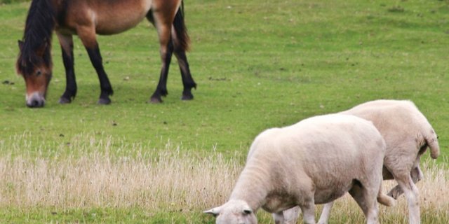 Der Befallsdruck von Weideparasiten kann reduziert werden, wenn Kleinwiederkäuer und Esel oder Pferde auf der gleichen Fläche weiden. (Bild zVg)