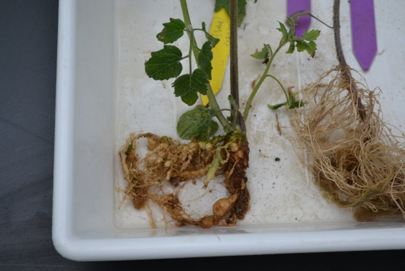 In diesem Jahr soll die breite Bevölkerung auf die Gefahren durch neue Schädlinge (z. B. Wurzelgallennematoden, im Bild durch sie deformierte Tomatenwurzeln) aufmerksam machen. (Bild jsc)