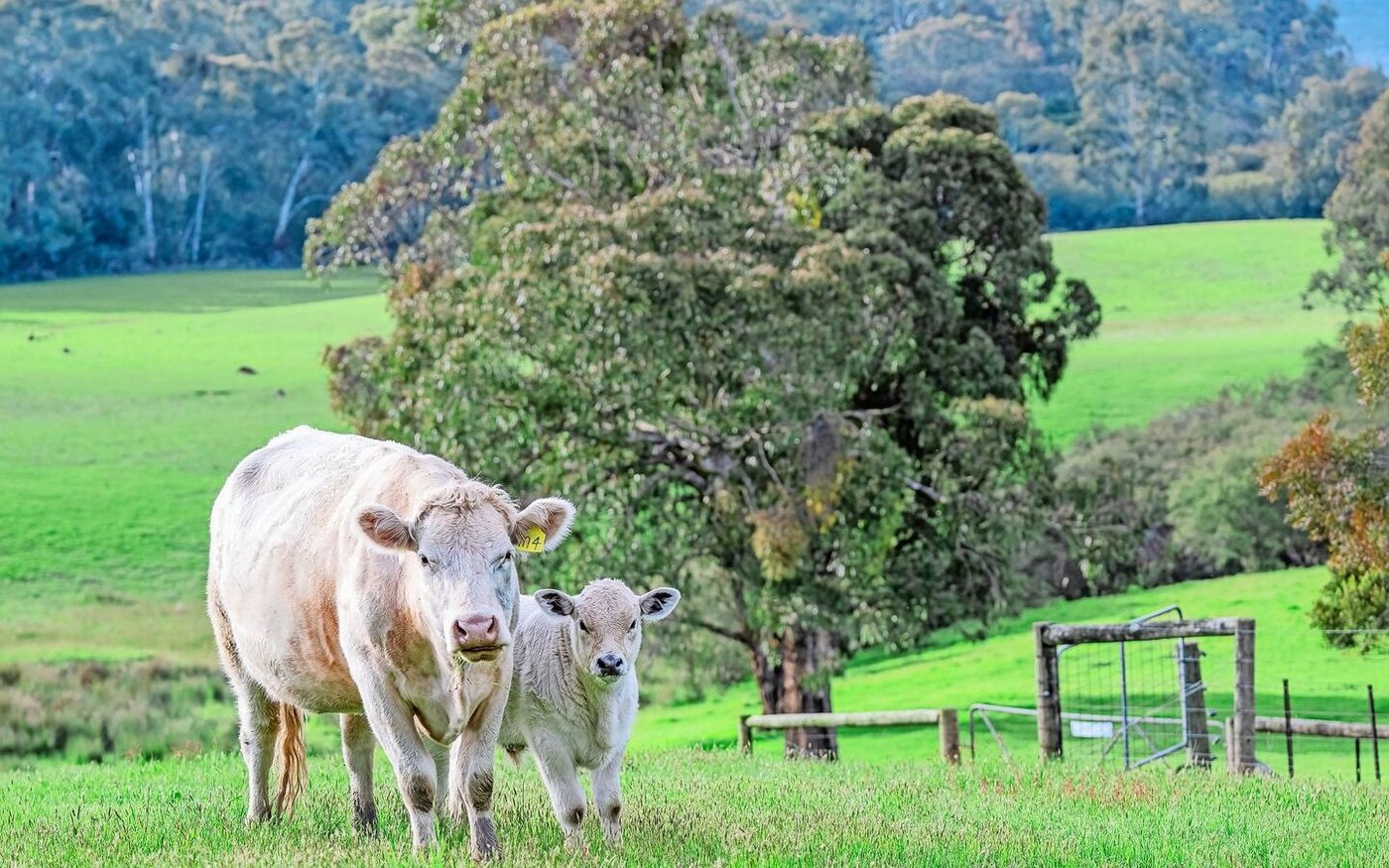 Ihre exotische Lieblingskuhrasse: Australische Murray-Grey-Rinder, die sich durch ihre Hitzetoleranz auszeichnen. 