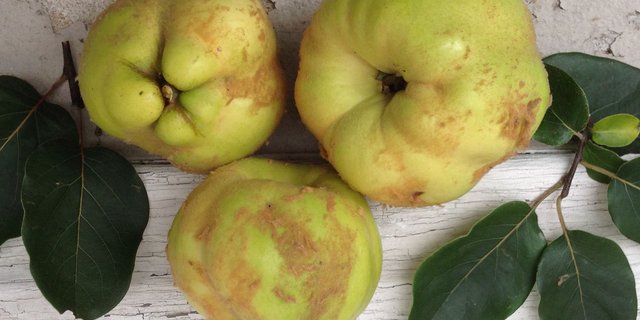 Schweizer Obstsorte des Jahres 2017. (zVg)