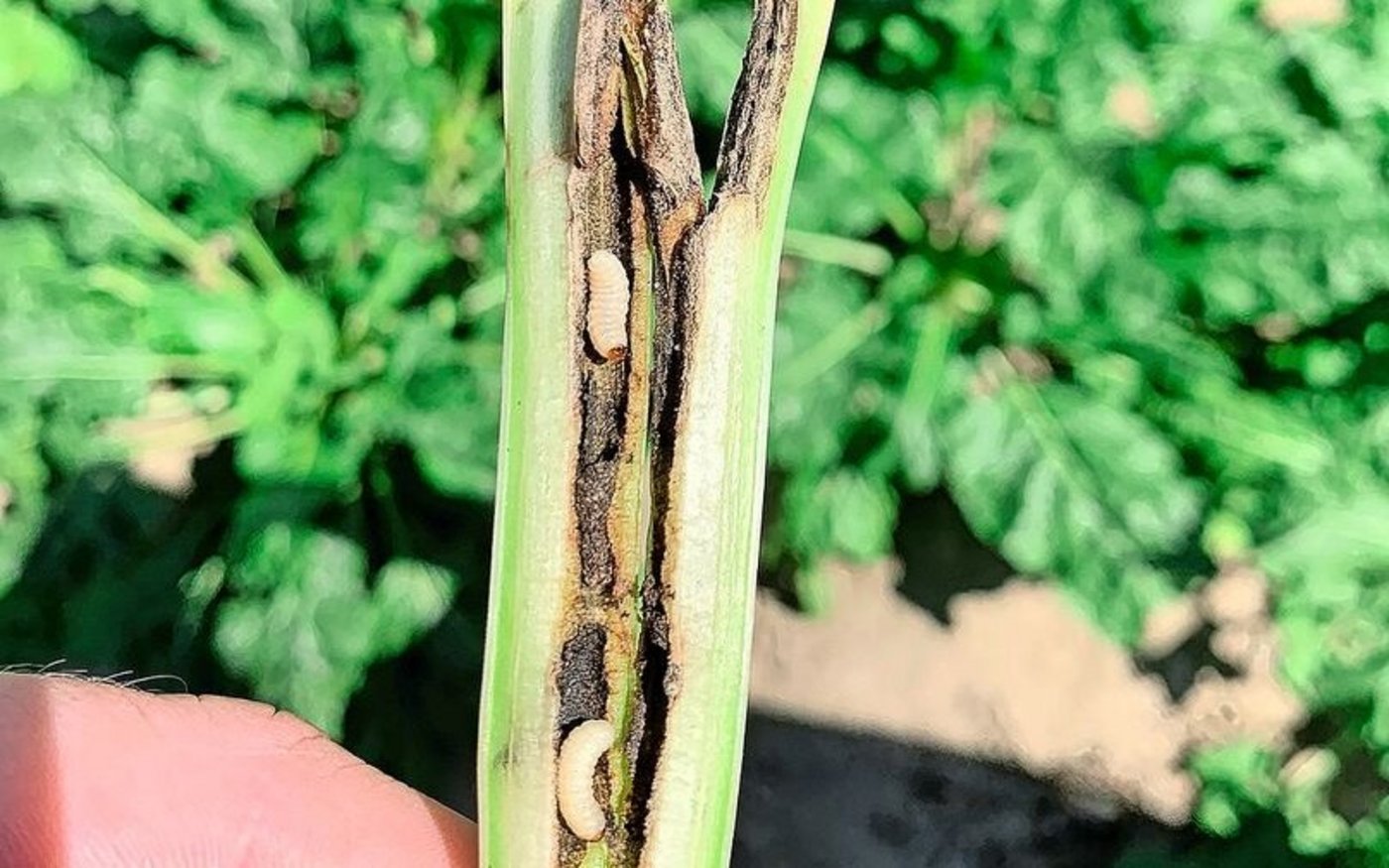 Zwei Larven des Rüsselkäfers im Rübenblattstiel.