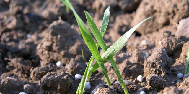 Die FAO geht davon aus, dass der globale Verbrauch von Stickstoff bis 2018 um jährlich 1,4 % zunehmen wird, der von Phosphat um 2,2 % sowie der von Kali um 2,6 %. (Bild BauZ)
