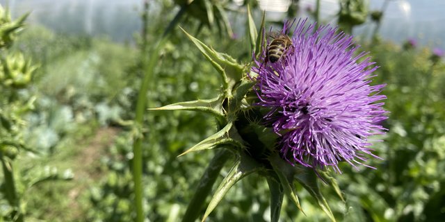 Die Wildblumen-Mischung von Artha-Samen soll für Insekten und Vögel «sehr wertvoll» sein, wie Ergebnisse des Kassensturz-Berichts zeigen. (Bilder Sera J. Hostettler)