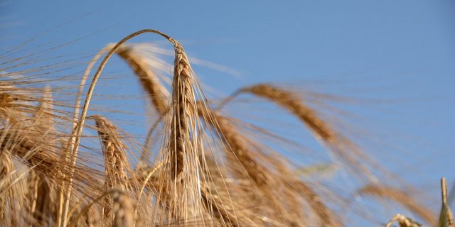 Die Schweiz exportiert jährlich rund 50 000 Tonnen Getreide. (Symbolbild Bauz)