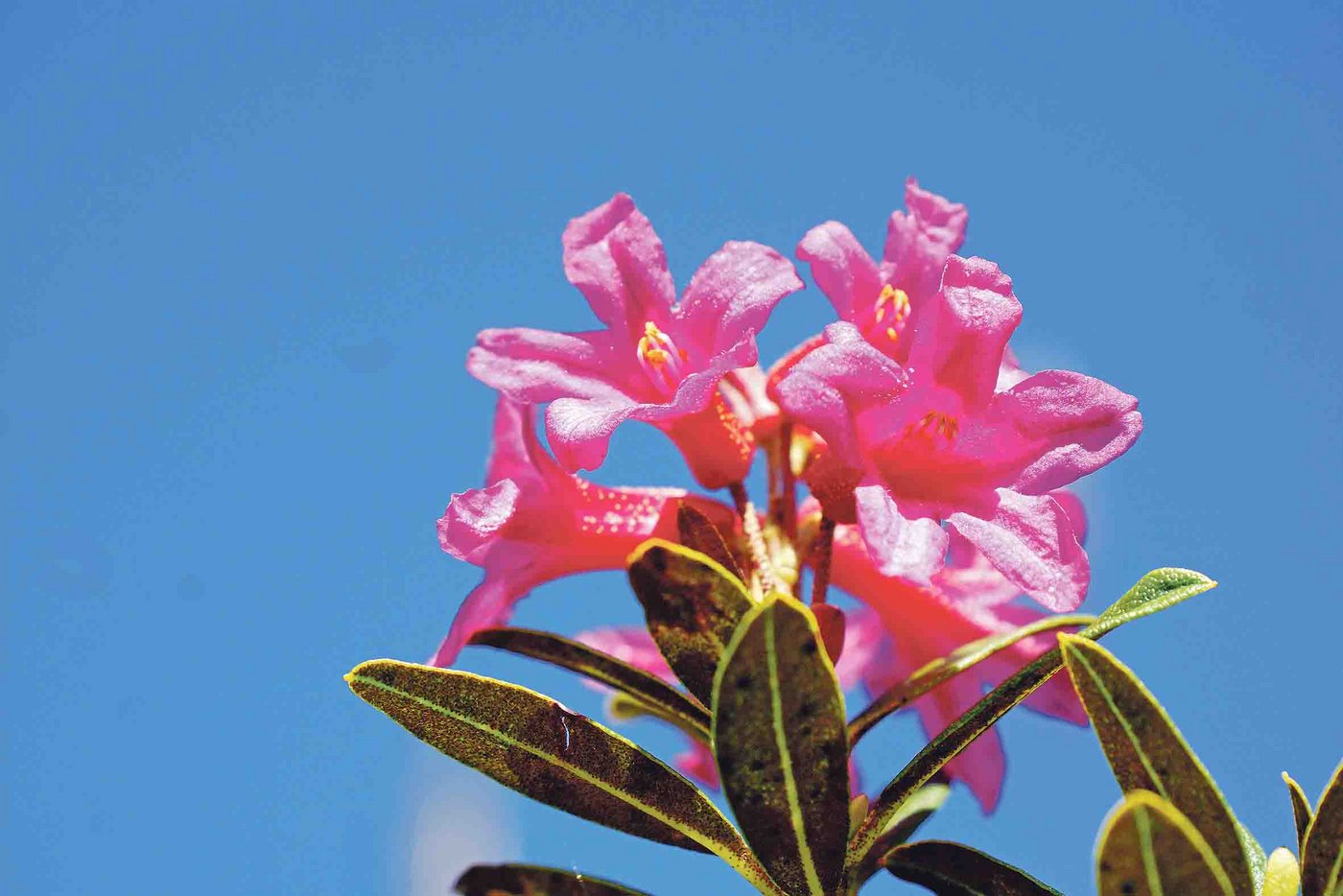 Auf der Alp gibt es immer etwas Schönes zu entdecken. (Bild Martina Genter)