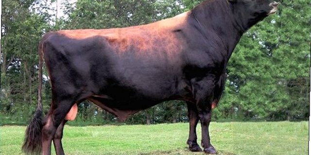 Der bekannte Tower Vue Primetime Tequila ET ist ein wahrer Eutervererber unter den Jersey-Stieren. In der Schweiz ist er diesbezüglich die Nummer eins. (Bild bh)