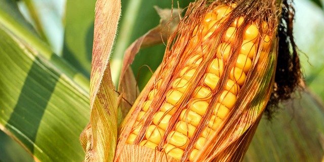 Die gentechnisch veränderten Maispflanzen hatten etwas grössere Blätter, waren kräftiger und lieferten mehr Körner. (Symbolbild Pixabay)
