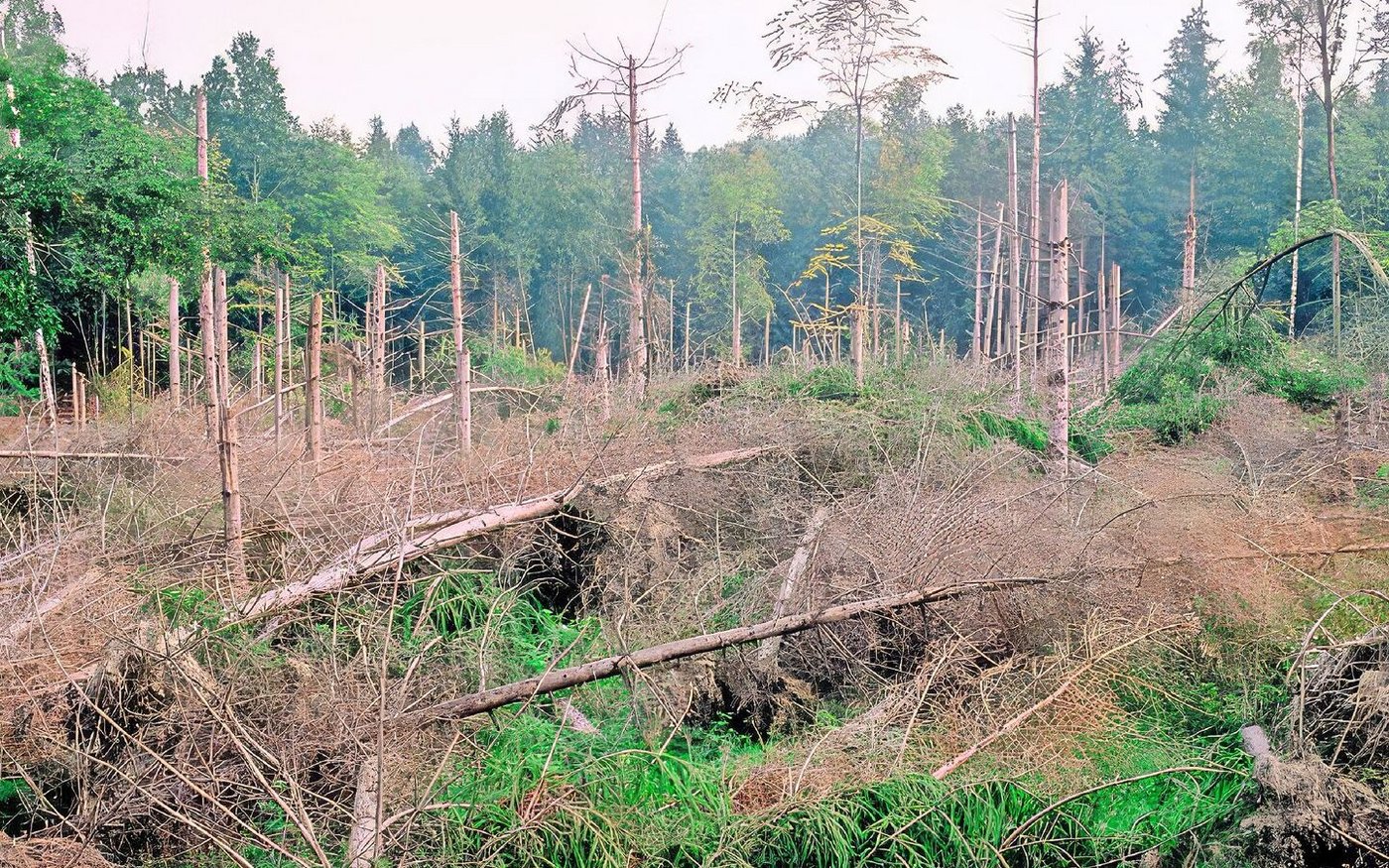 Im solothurnischen Messen hat der Sturm Lothar vor 25 Jahren grosse Schäden im Wald angerichtet.