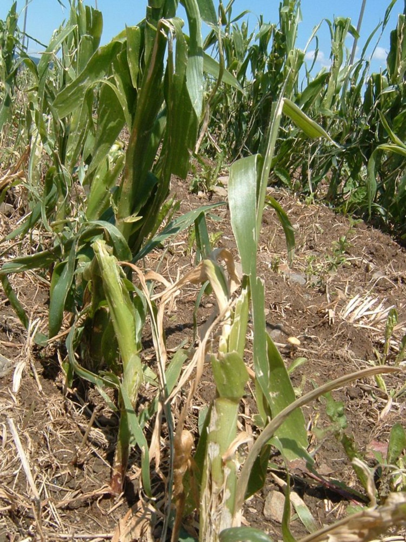 Ein verhageltes Maisfeld. (Bild BauZ)