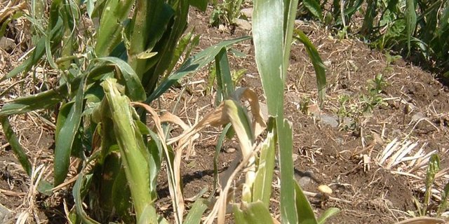 Ein verhageltes Maisfeld. (Bild BauZ)